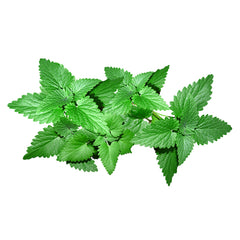 Mint Leaves bunch